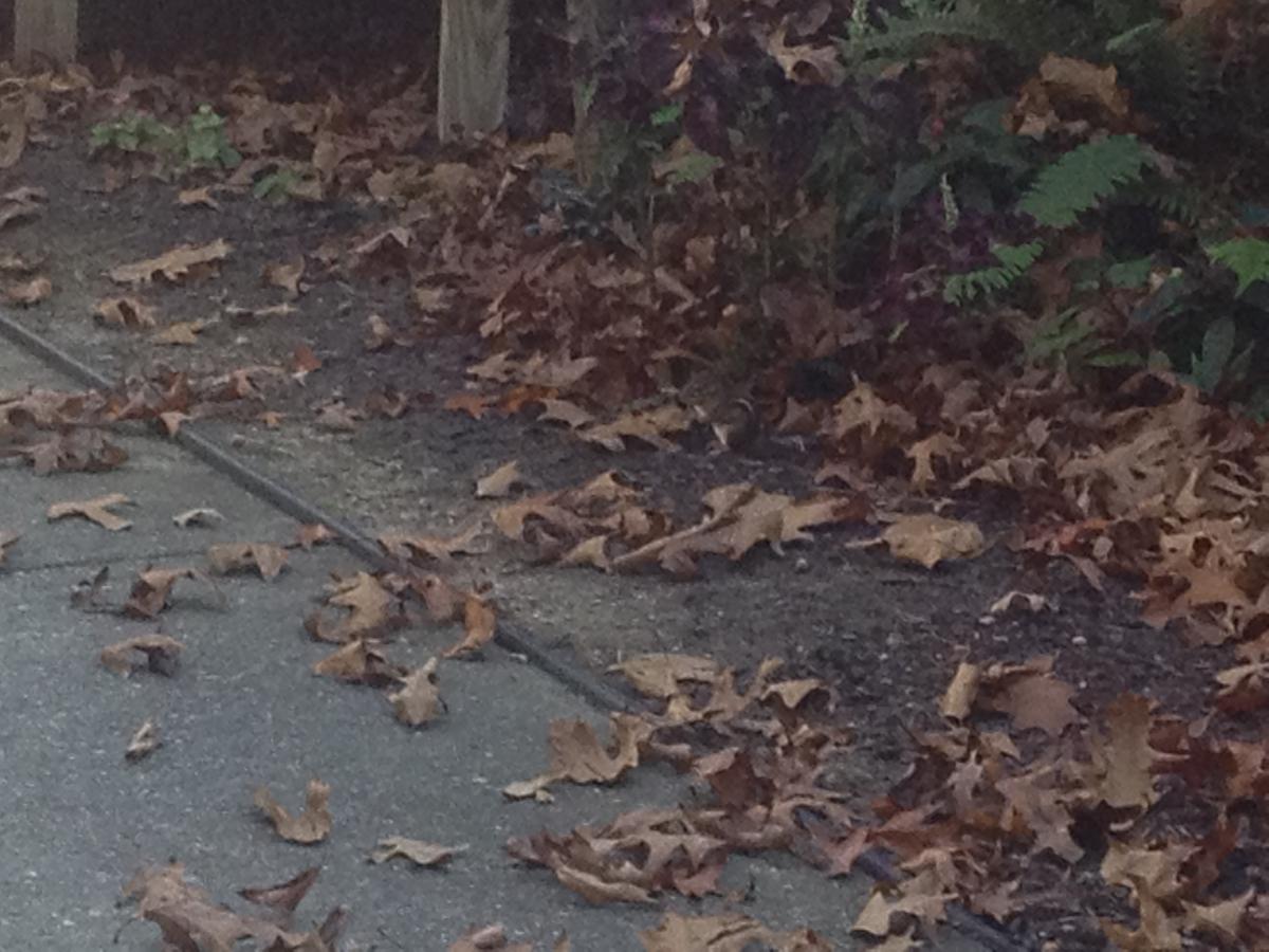 IMG 1076